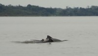 /album/fotogaleria/delfines-chico-jpg/